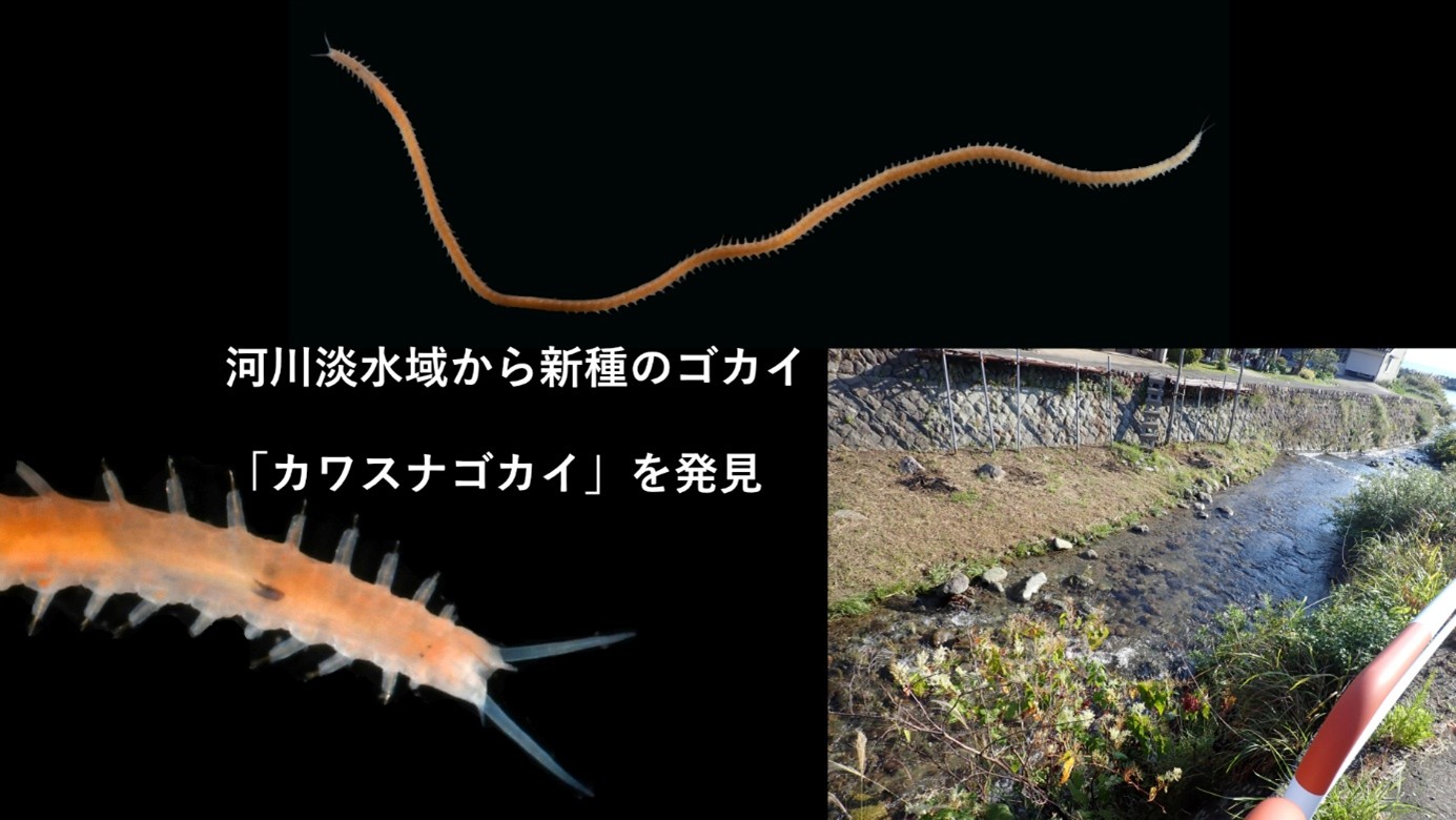 海から川へ― ゴカイの“滝登り”〜河川淡水域に進出した新種 「カワスナゴカイ」 を発見〜