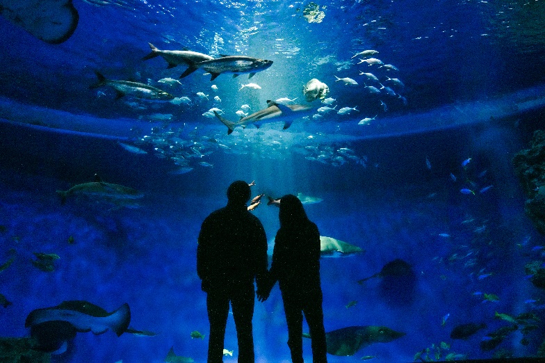 【甲南大学】神戸須磨シーワールドで学生企画「テンションシャチあがり！“スマ”イルフォトクエスト」が2月7日～15日に開催