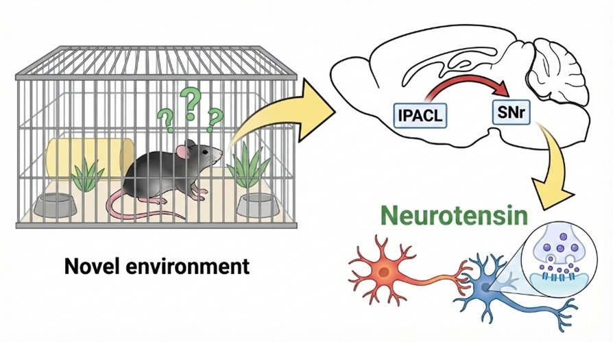 新奇環境時に覚醒を維持する神経回路