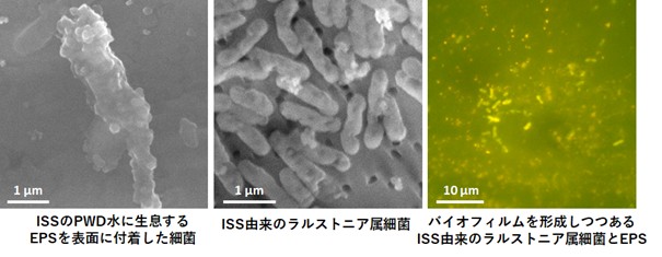 ISS飲料用再生水の細菌の特徴を分析　宇宙居住時の水環境支える基盤情報に– 摂南大学