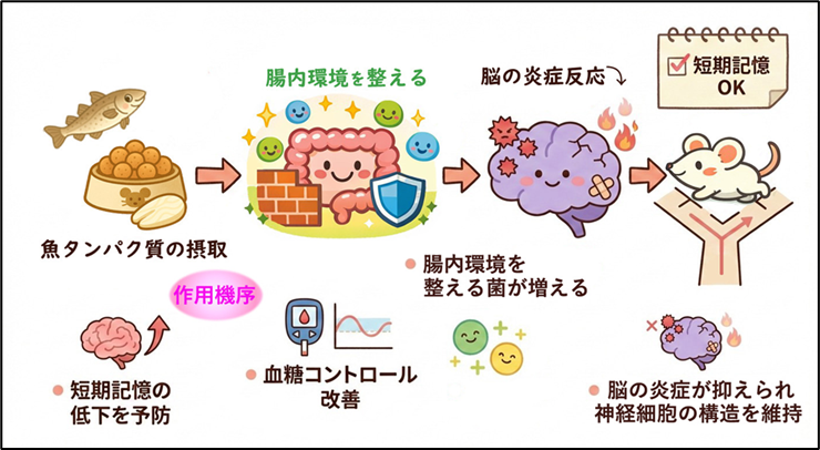◆関西大学と関西医科大学の研究チームが、魚を食べることによる健康効果を科学的に実証◆ 魚由来タンパク質の摂取は加齢に伴う短期記憶低下を予防 ～腸内環境を整え、脳の炎症を抑制する～
