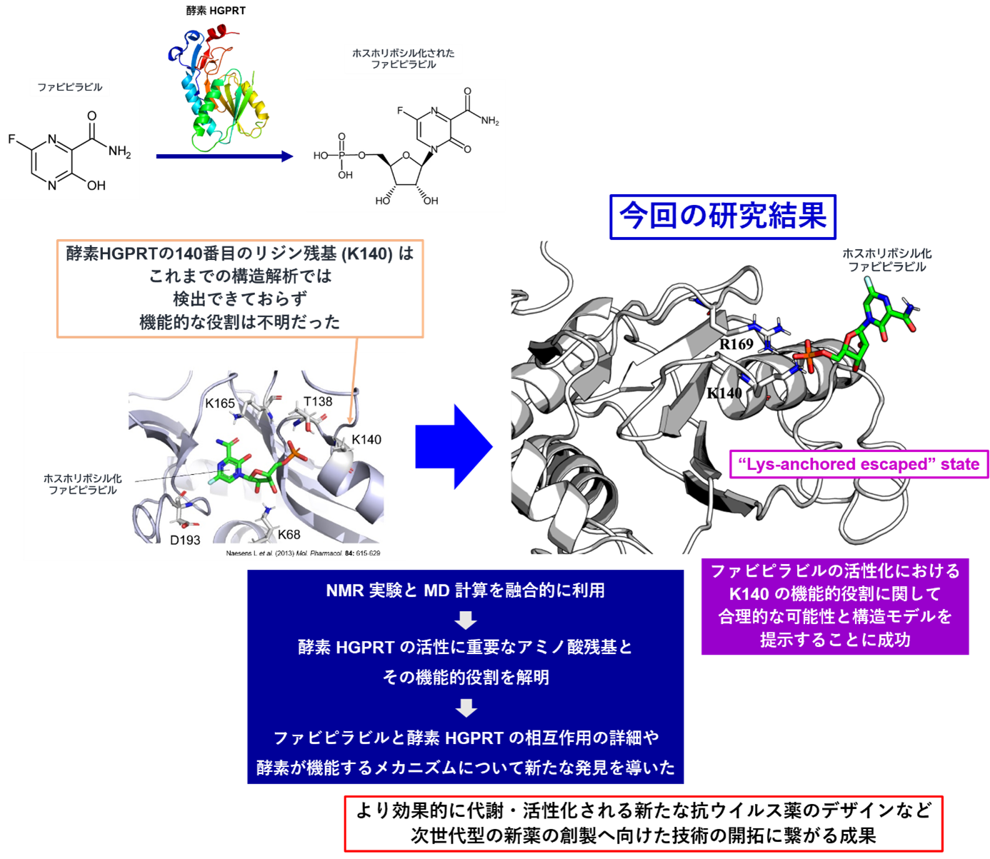 抗ウイルス薬ファビピラビルの活性化の鍵となる酵素反応を可視化 ―高い薬効を発揮できる新薬の創製へ向けた新たな手法開拓―（北里大学）