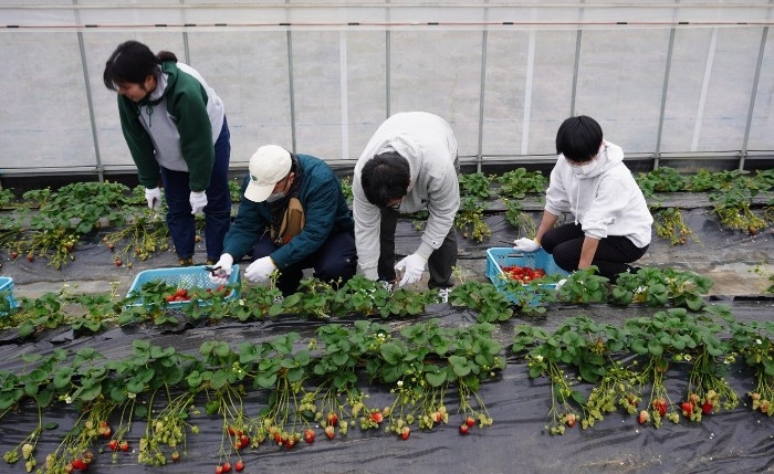 近大農学部生と障がいのある方が協力して「近大ICTイチゴ」を収穫　農業と福祉の連携で、新たな農業人材の育成をめざす
