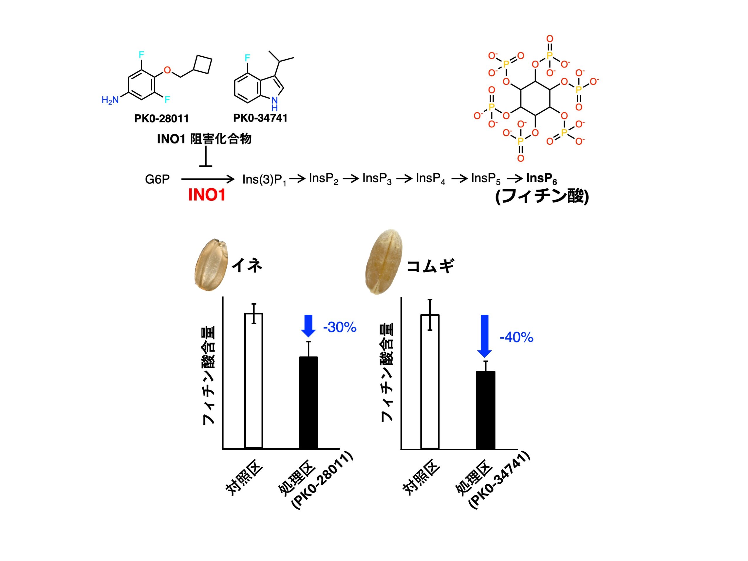 【Nature Food誌掲載】東洋大学の研究グループが穀物の栄養改善へ　世界初「フィチン酸」を化学的に減らす新しい手法を開発　～遺伝子改変を伴わず、イネとコムギの栄養価を改善～