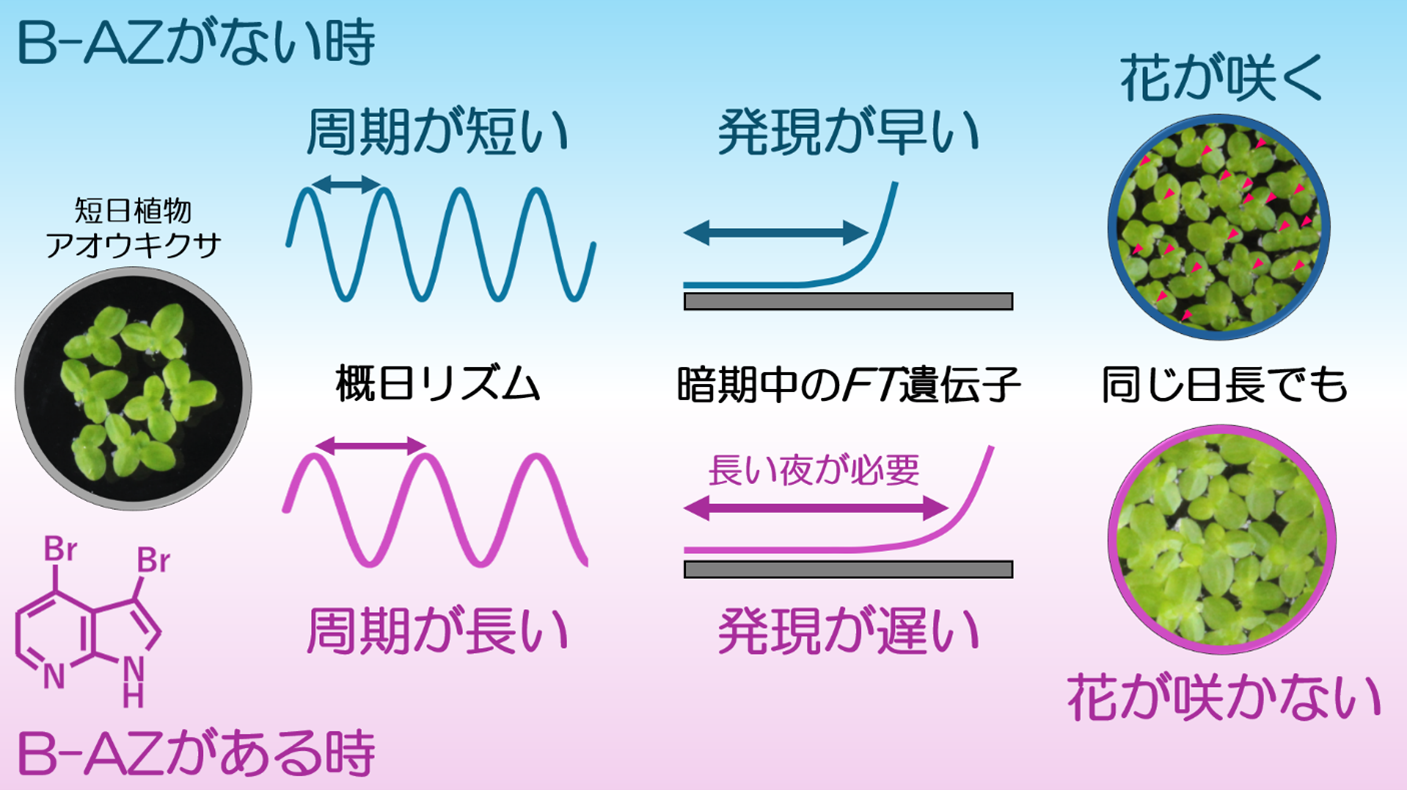 概日時計を操る化合物で植物の開花期を精密制御