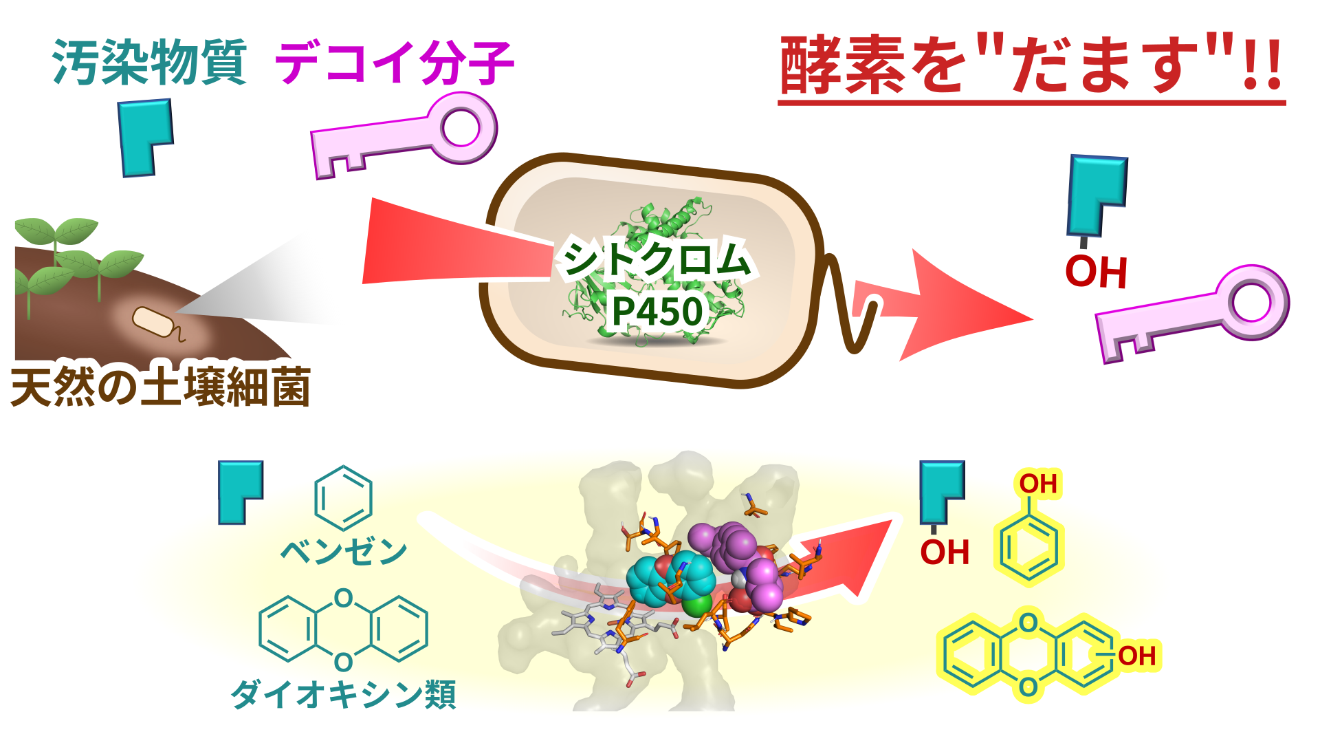 天然の細菌を“だまして”ダイオキシンなど汚染物質を分解　遺伝子操作なしで豊富な微生物を活用する環境浄化の新戦略