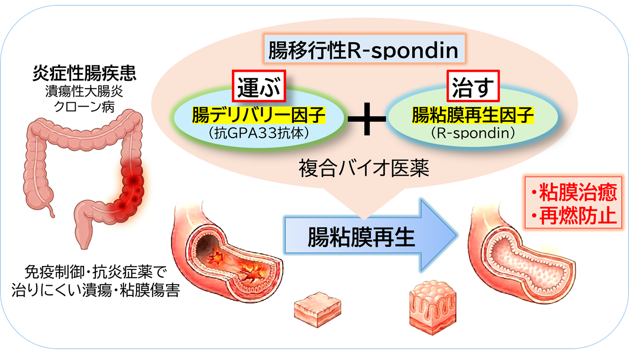 【東京薬科大学】JST・大学発新産業創出基金事業 D-Global に採択―腸の自己再生力を呼び覚ます：粘膜修復に基づくファーストインクラス創薬へ挑戦する大学発スタートアップ設立を目指す―