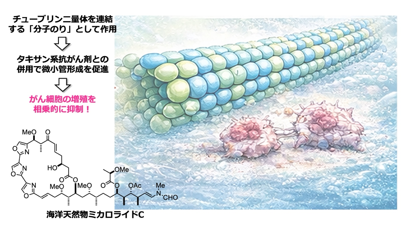 海の天然物が抗がん剤効果を最大７倍に高める機構を発見　効果を高めながら副作用を抑える、新しい治療戦略開発へ期待