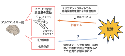 肥満はアルツハイマー病の発症リスクではない可能性～脳内の脂質変動に遺伝子以外の制御が関与することを示唆～