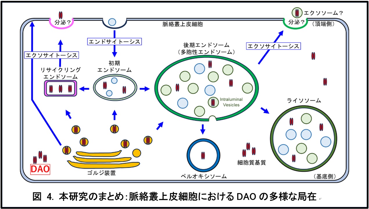 脳脊髄液をつくる細胞におけるD-アミノ酸酸化酵素の多様な局在