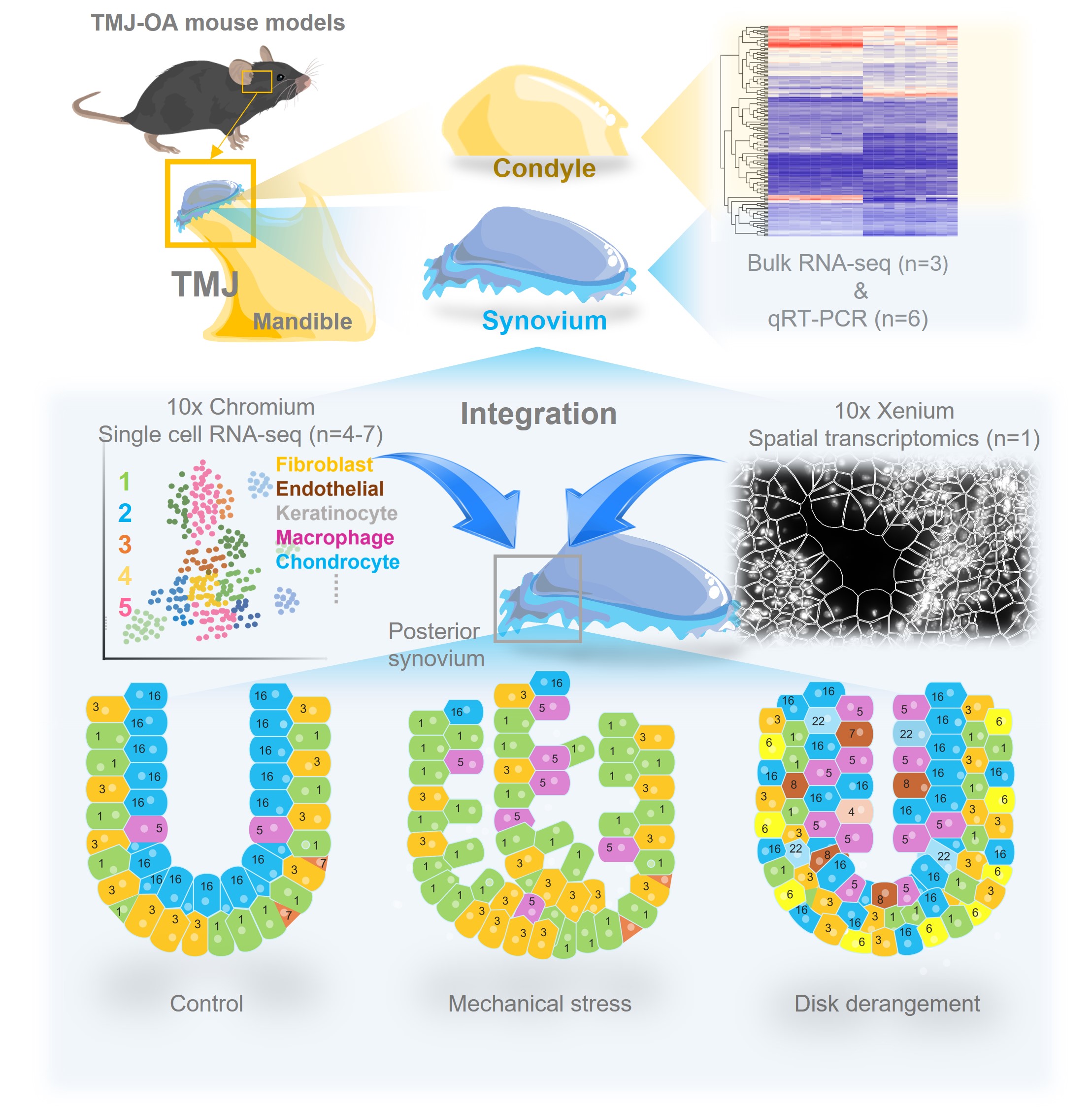 【昭和医科大学】顎関節症の発症メカニズムを細胞レベルで可視化 ― 空間トランスクリプトーム解析により滑膜の分子病態を解明 ―