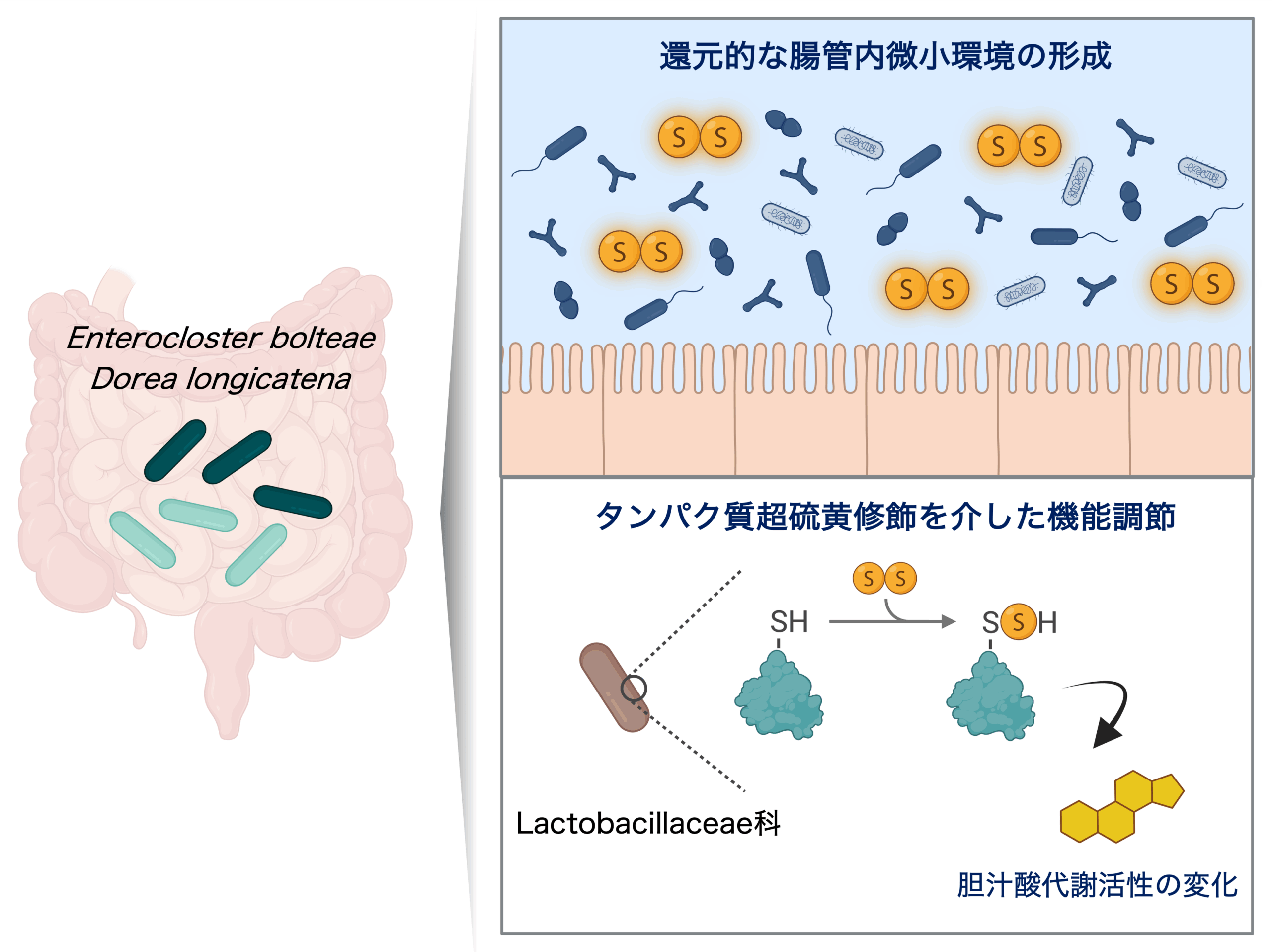 【昭和医科大学】腸内細菌がつくる「超硫黄分子」が腸内環境と細菌機能を制御 ― 還元環境の形成とタンパク質修飾による新たな仕組みを解明 ―