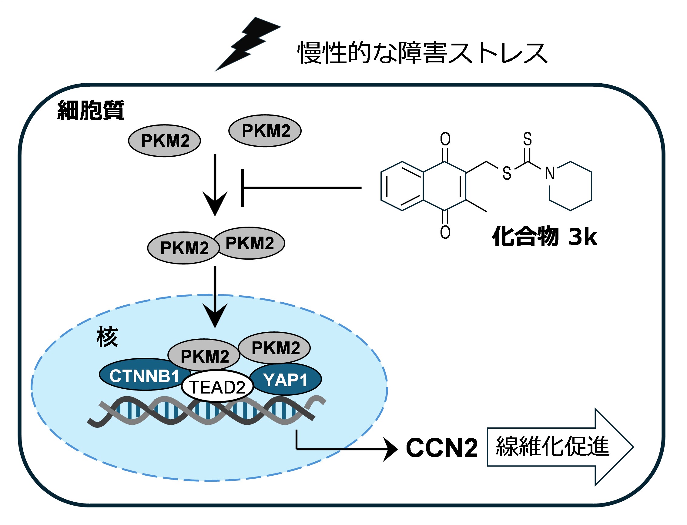 慢性腎臓病を治る病気に〜 進行した腎線維化の回復に成功、慢性腎臓病の新規治療薬の開発に希望 〜