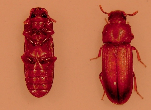 【玉川大学農学部】“動かない”進化の代償？ ～死んだふりをする甲虫が示すパーキンソン病との共通点～ 佐々木謙教授による岡山大学・東京情報大学・東京農業大学との共同研究の成果