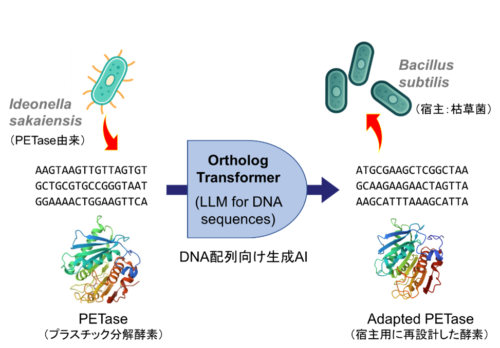 DNA言語に対する生成AI基盤モデルを開発　オーソログ進化パターンに基づく遺伝子配列再設計で異種生物での高発現を可能に  ～バクテリアのプラスチック分解能力を最大約10倍向上～（北里大学）