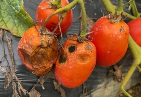 加工用トマト 成熟期の病害による腐敗要因を解明　関与する菌と症状、防除対策のカギに–摂南大学