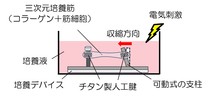炎症が筋力を弱める仕組みの一端を明らかに　― 三次元培養筋モデルで機能低下を可視化 ―–大阪工業大学
