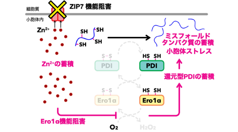 小胞体における亜鉛とレドックスのクロストークを発見　〜亜鉛の制御破綻による疾患発症機構の理解に新たな視点〜