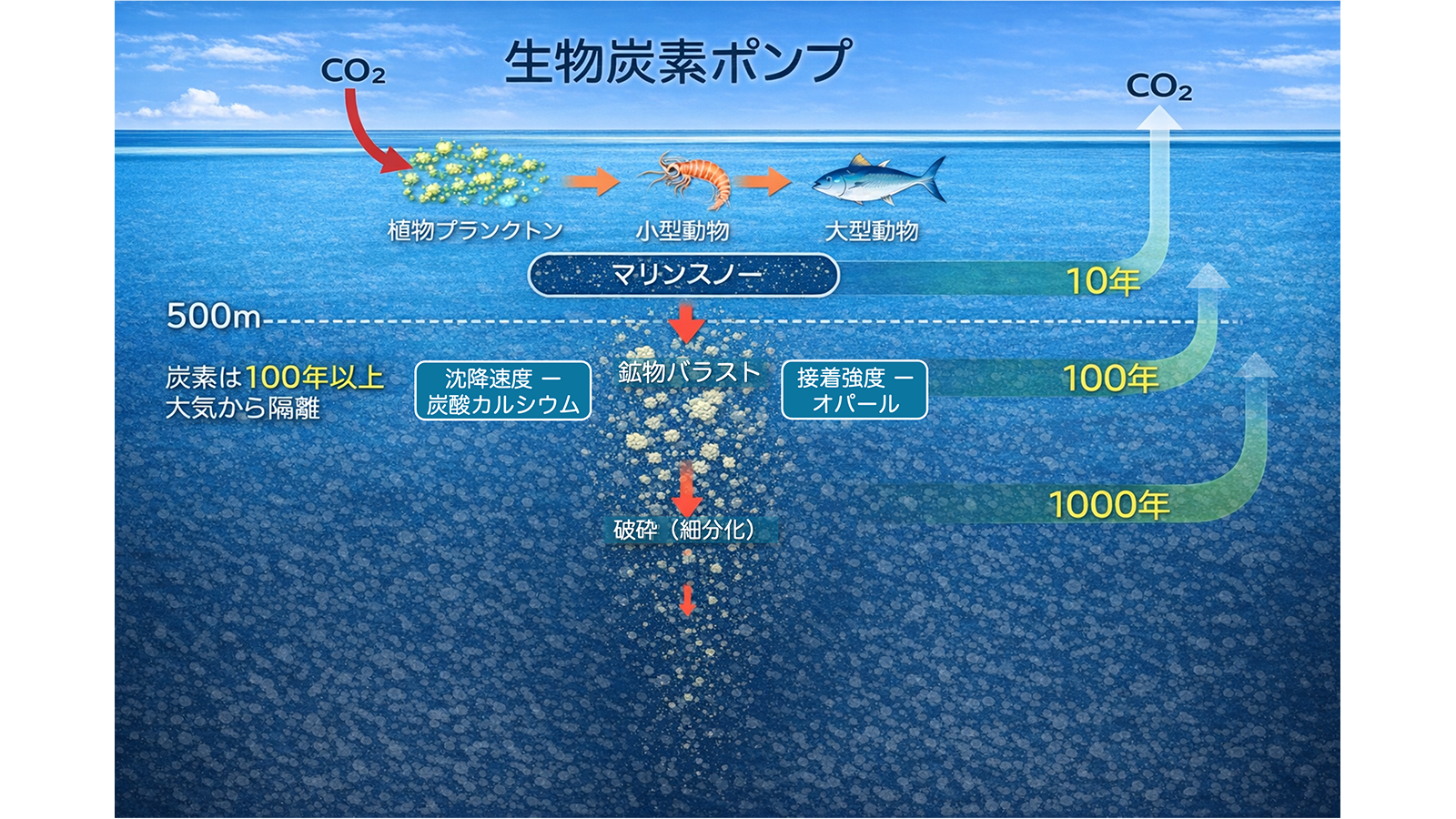 海洋が大気中のCO₂を吸収・固定する能力を解明～深海へ沈む「マリンスノー」の特性と季節変動がカギ～