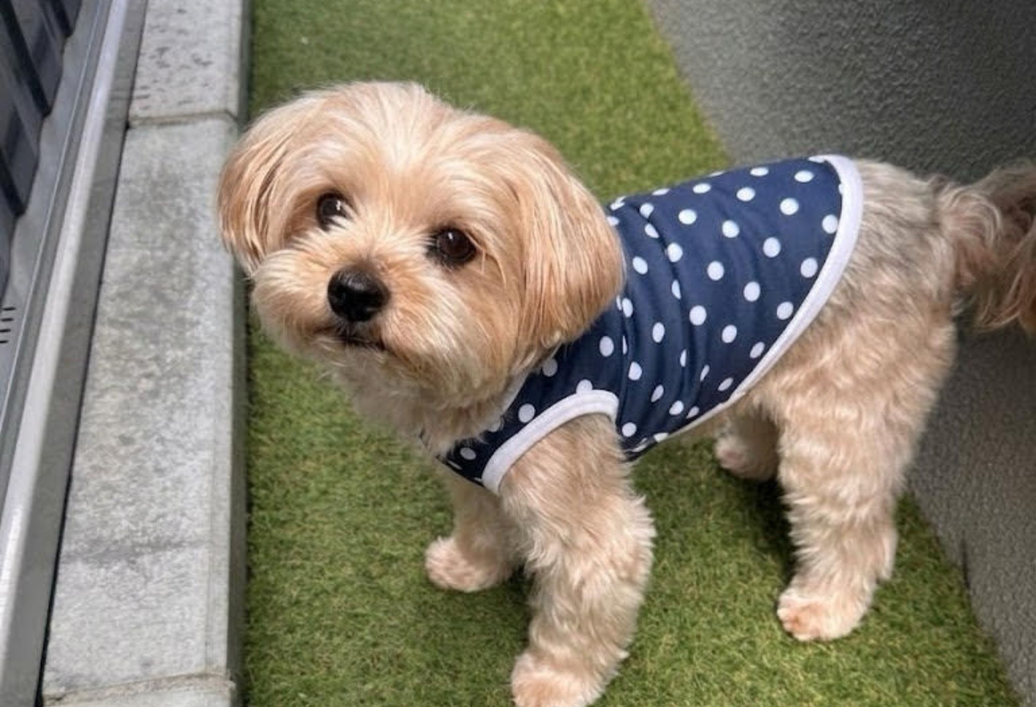 m_r tokyo×タカシマヤ ペット