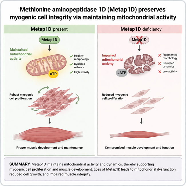 体育学部・長名シオン准教授が筋肉の健康を支える新たな仕組みを解明ーミトコンドリアを守る酵素「Metap1D」の役割を解明ー