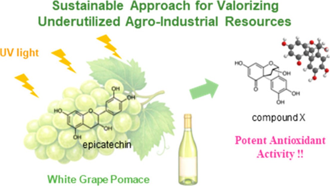 【昭和医科大学】廃棄ワイン残渣から“新規抗酸化物質”を創出 ― 紫外線でポリフェノールを変換、創薬・素材開発へ期待 ―