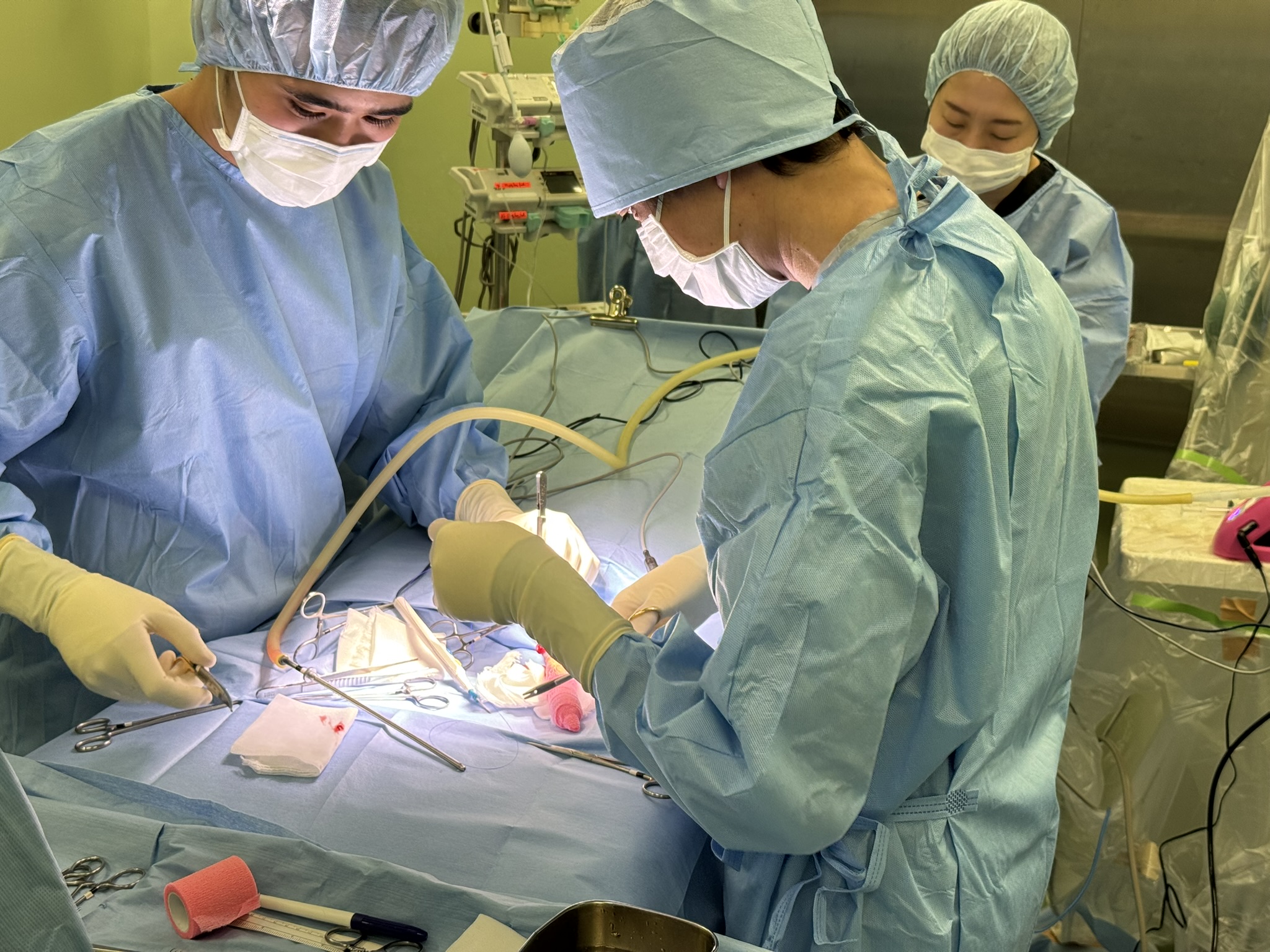 日本獣医生命科学大学付属動物医療センターで多摩動物公園のレッサーパンダを検査・治療 ― 希少動物の保全、研究及び教育に関する協定に基づき