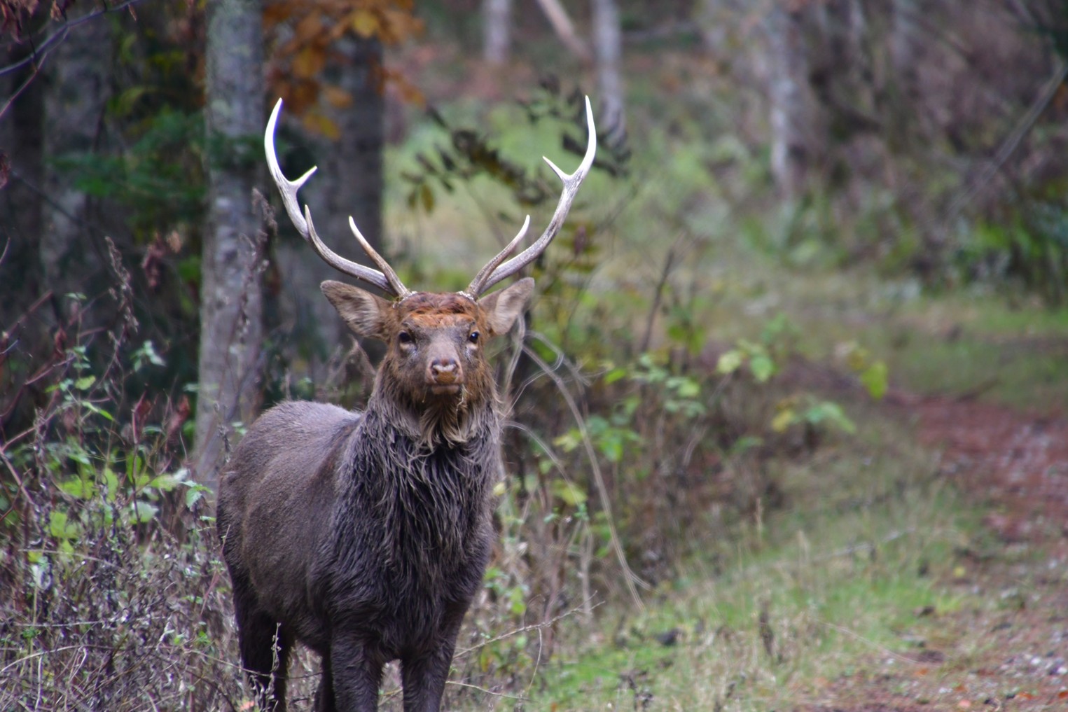 【麻布大学】北海道の野生エゾシカでゲノム配列を解読–高精度ゲノム情報により、シカ科の進化や生態、管理など様々な研究の高度化を後押し