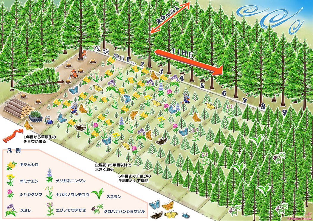 北海道十勝地域の防風林では、植林後2～6年の若齢林が絶滅危惧種を含む草原性チョウ類や多様な開花植物の生息環境として機能することを解明