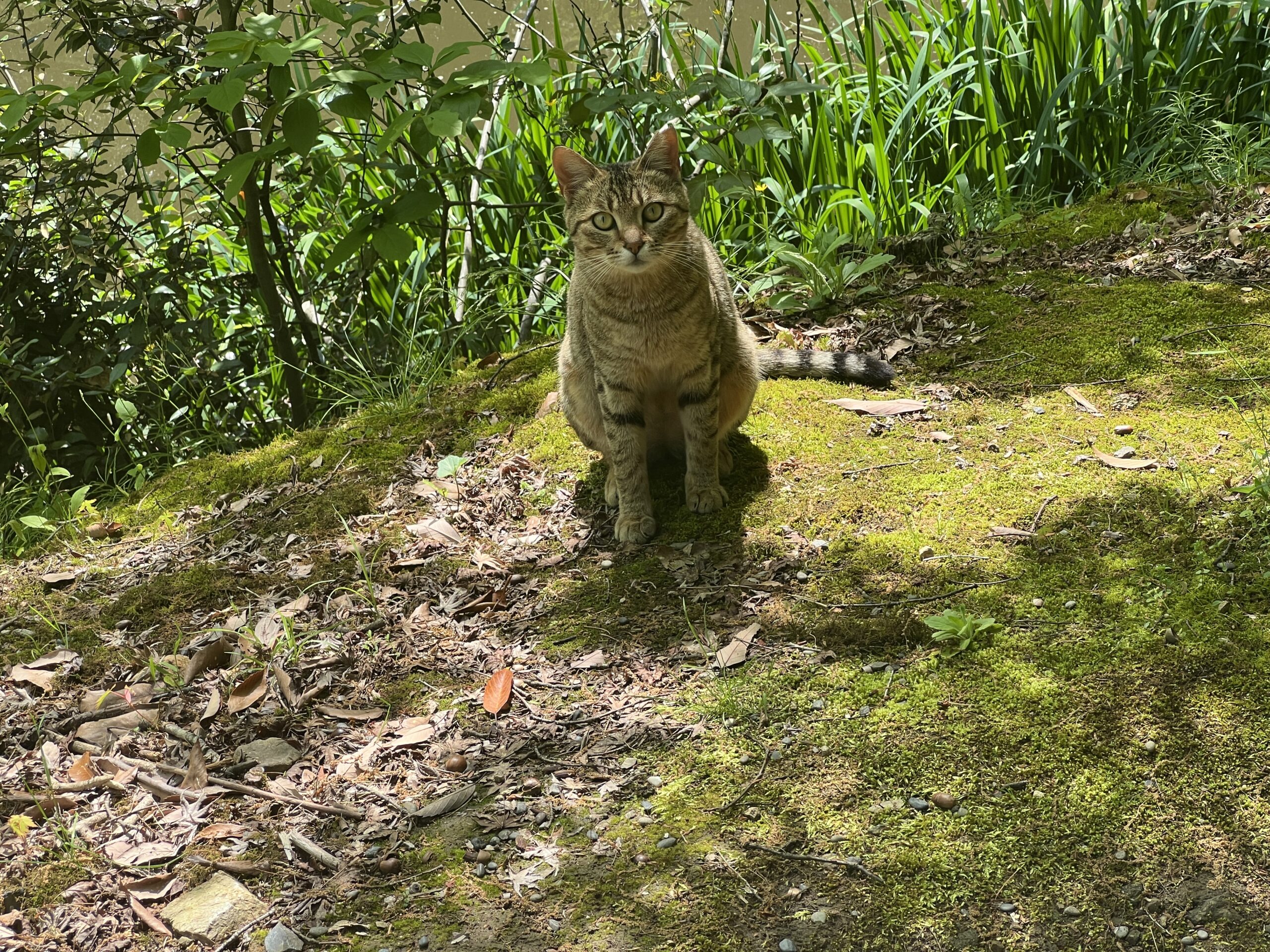 【京都産業大学】― 学生がつくる、猫と共生するキャンパス ―学生主体による「まちねこ活動」京都産業大学ボランティア団体「むすびねこ」本格始動！
