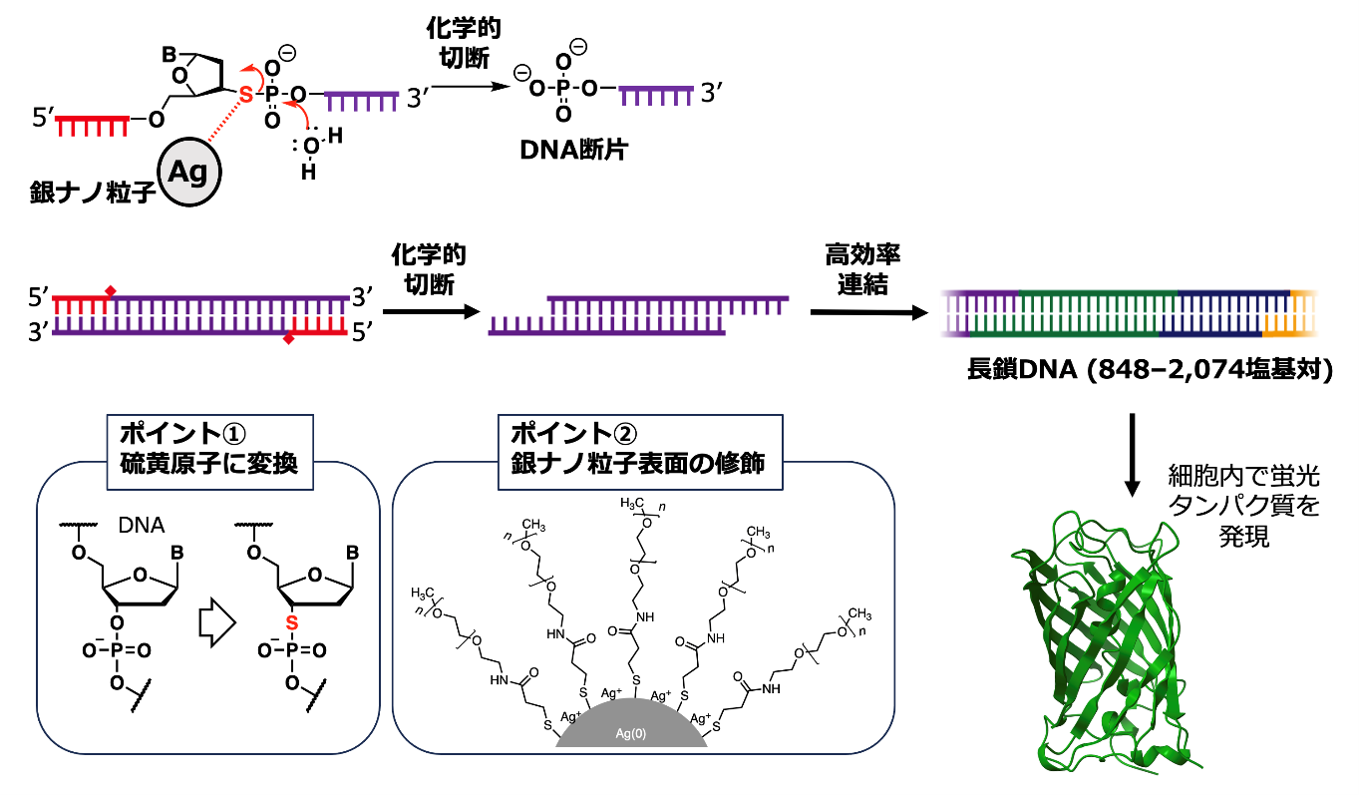 銀の粒子でDNAを自在に切断•連結する革新技術を確立 ～従来の2〜５倍以上の効率で合成、医療・農業などへの応用に道～