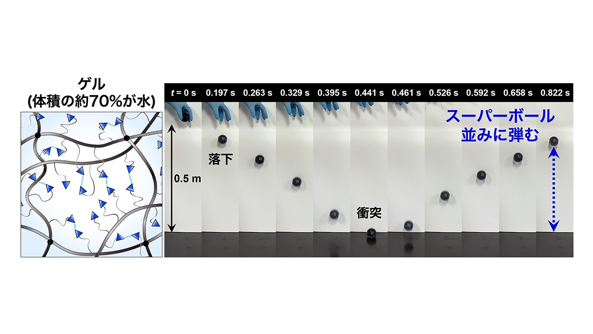 【弘前大学】スーパーボール並みに弾む高含水ゲル材料を開発―人工軟骨や水中でも使える衝撃吸収素材に向けた次世代スマート材料に期待―
