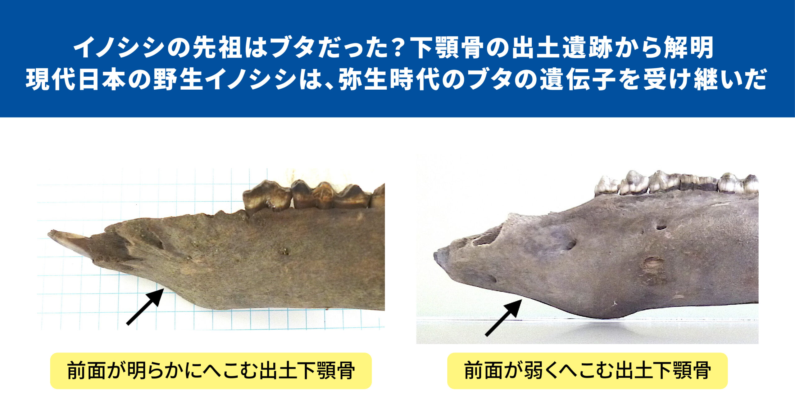 イノシシの先祖はブタだった？下顎骨の出土遺跡から解明　現代日本の野生イノシシは、弥生時代のブタの遺伝子を受け継いだ