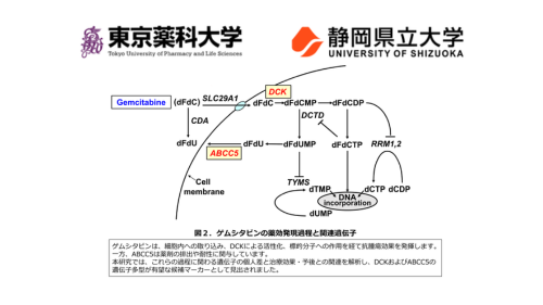 【東京薬科大学・静岡県立大学】遠隔転移膵がんの個別化医療へ新たな知見 ―ゲムシタビン効果予測マーカー候補を見出した大学・病院連携による多機関共同研究―
