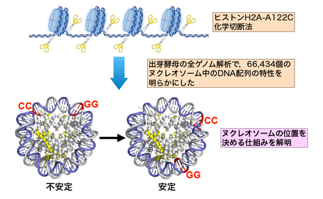 遺伝子制御の基盤となる新しい規則を発見