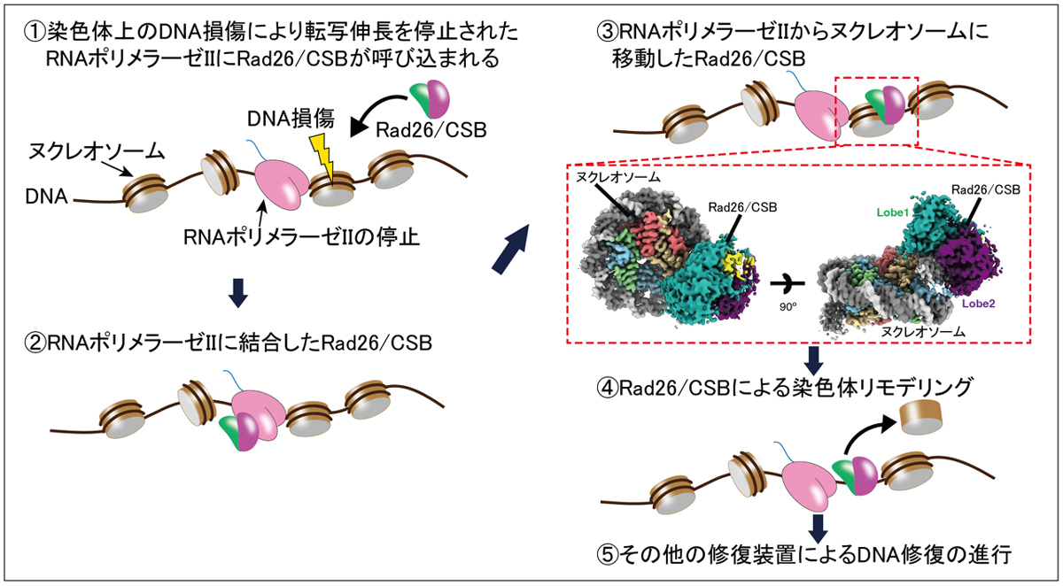 染色体上で遺伝子読み取りとDNA修復をつなぐ分子機構を解明 ―DNA修復を助ける染色体リモデリング装置の構造を解明―
