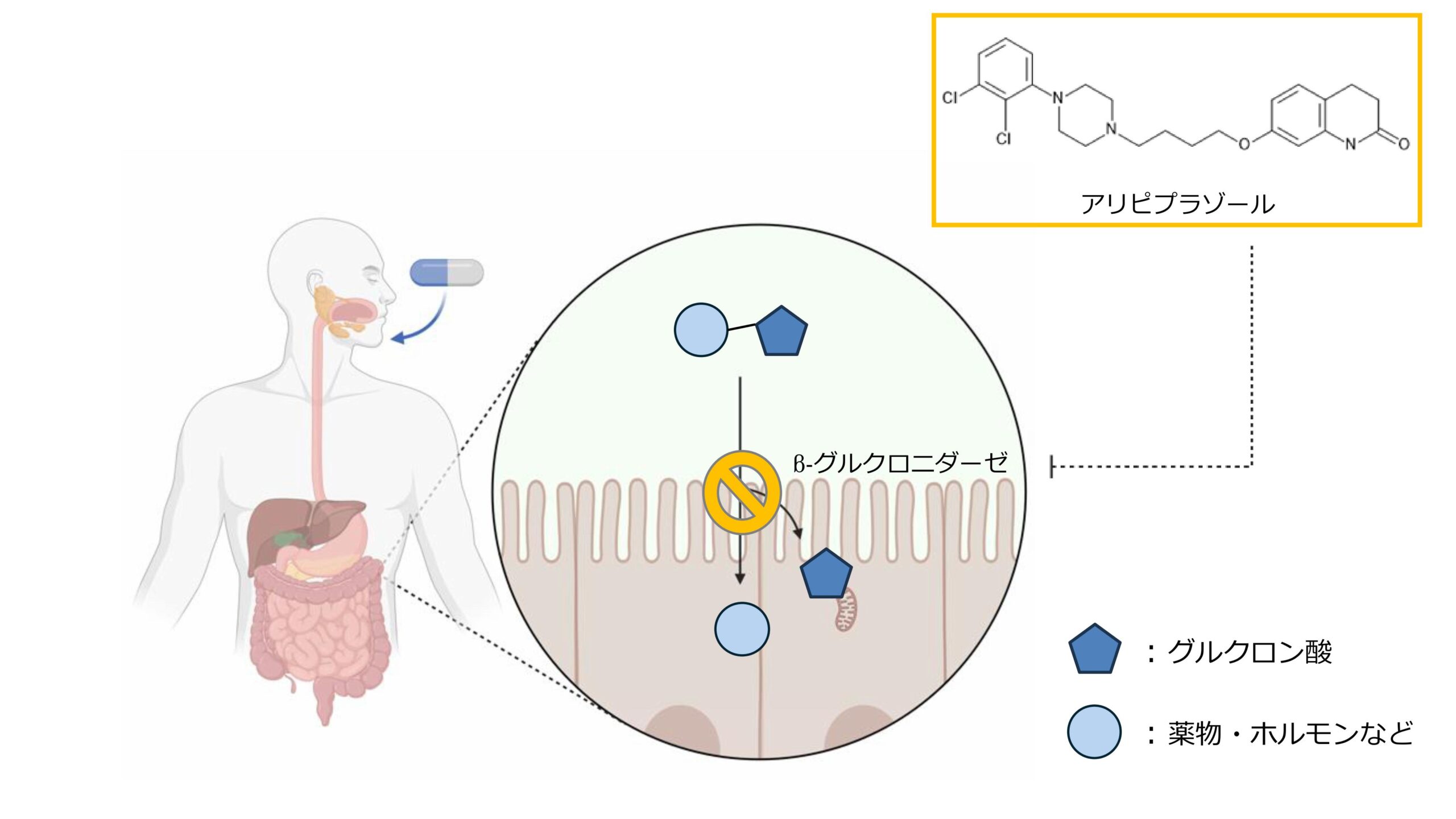 【昭和医科大学】抗精神病薬が腸内細菌酵素の活性を制御― アリピプラゾールの新たな作用機序の可能性を示唆 ―