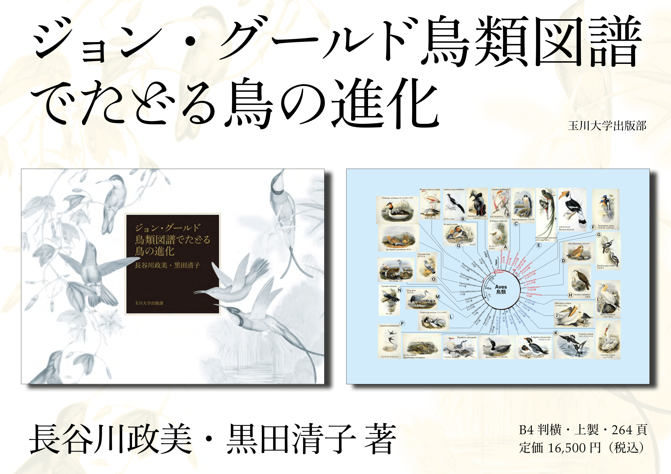 【玉川大学出版部】美と科学が融合する1冊、長谷川政美・黒田清子著 『ジョン・グールド鳥類図譜でたどる鳥の進化』を6月に刊行