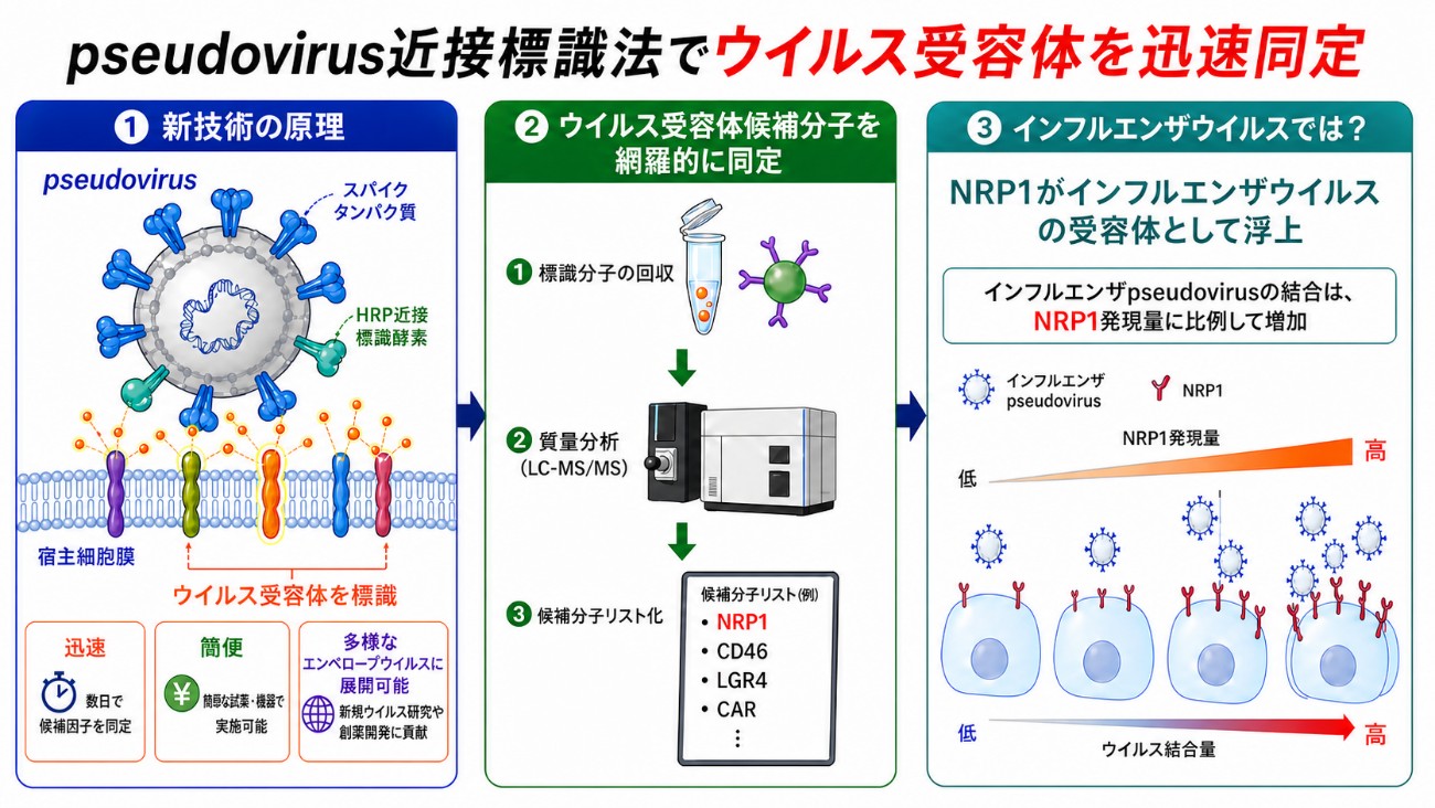 「ウイルス受容体」の迅速解析法を開発 〜未知のパンデミックウイルスの緊急解析にも有用〜