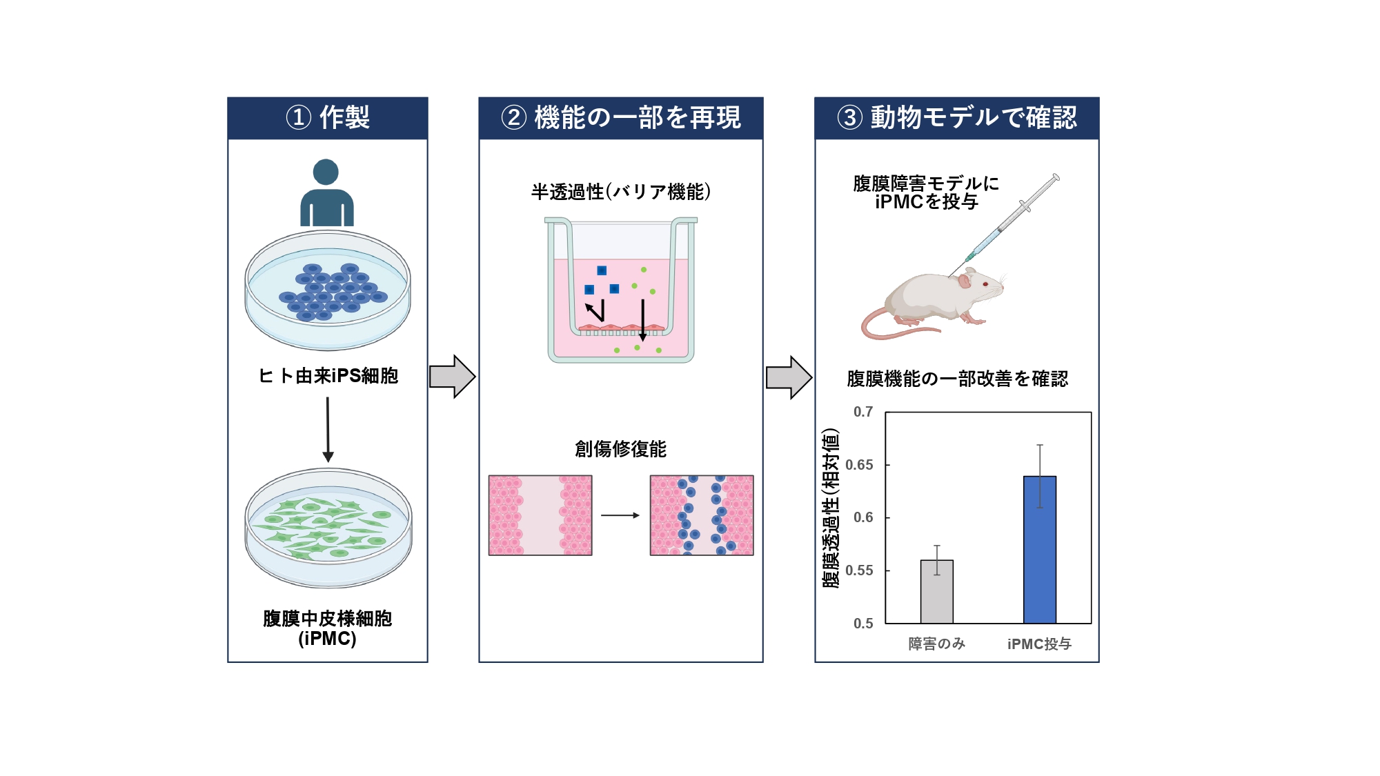【昭和医科大学・関西医科大学】ヒトiPS細胞から傷ついた腹膜を修復する細胞の作製に成功 ―腎臓病患者の腹膜透析を支える再生医療の実現へ前進―