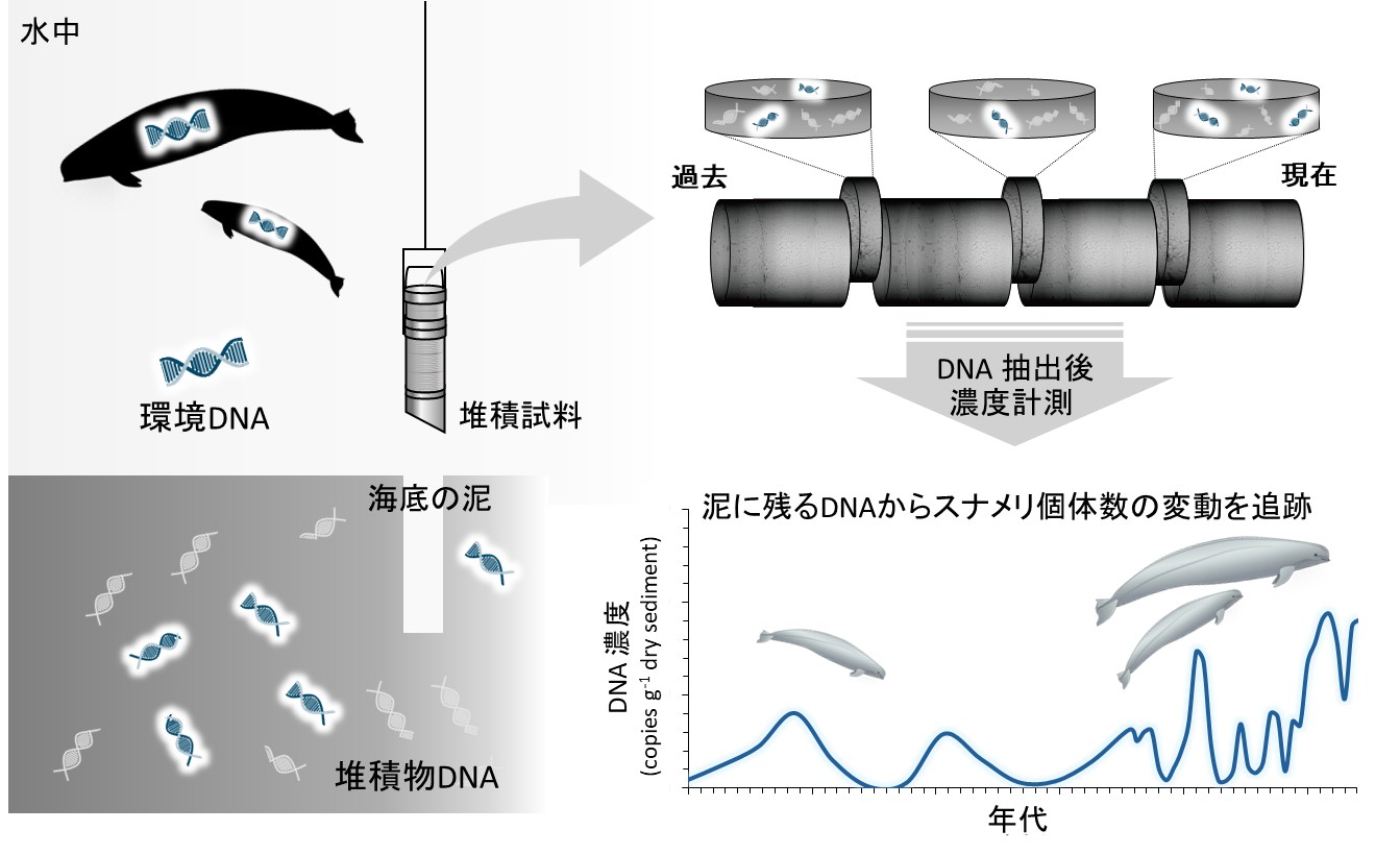 本研究の概念図。海底の泥に残る環境DNA（堆積物DNA）を用いて、スナメリに特異的なDNAを計測し、その濃度変化から、スナメリ個体群の長期的な変化を明らかにする。