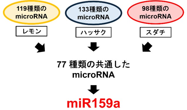 【広島国際大学】かんきつ類に含まれる微小カプセルの中身を解明 がん抑制のカギと期待の「調整役」を発見