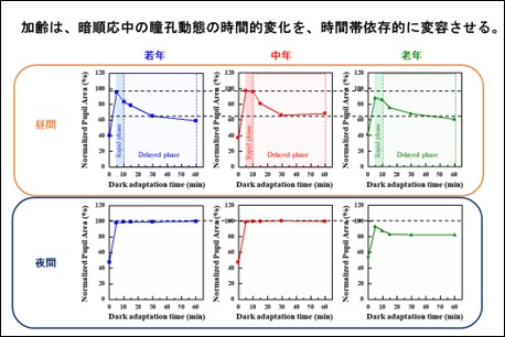 【摂南大学】暗闇適応時の瞳孔反応は時間帯や加齢で変化 マウスを用いた研究から時間的特徴を発見