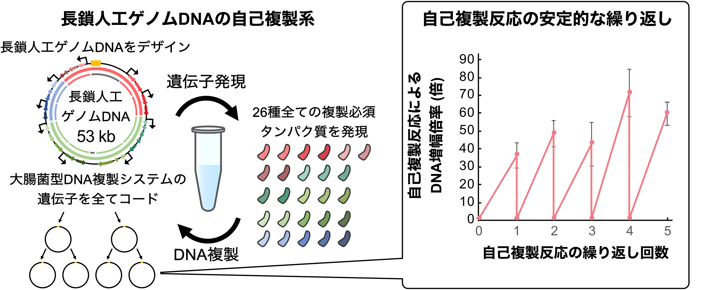 【立教大学】長鎖人工ゲノムDNAが自身の情報をもとに自らを複製するシステムを試験管内で構築～多数の遺伝子を持つ人工細胞の創出に期待～