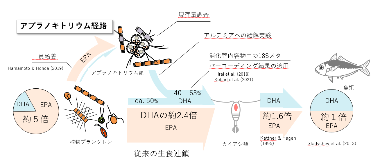 【甲南大学】魚にDHAが多いのはなぜ？ 食物連鎖の未解明ルートを発見