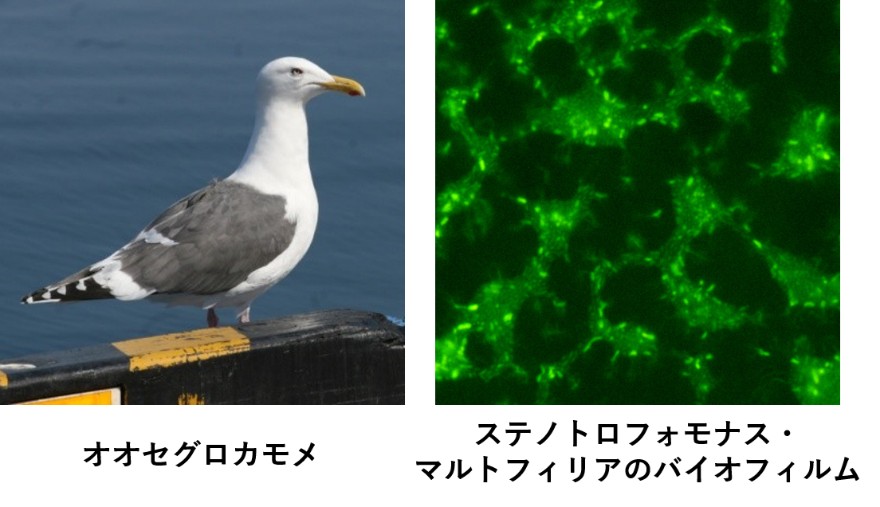 【摂南大学】海を渡るカモメ、薬剤耐性菌も運ぶ可能性 オオセグロカモメから医療上重要な耐性菌を検出