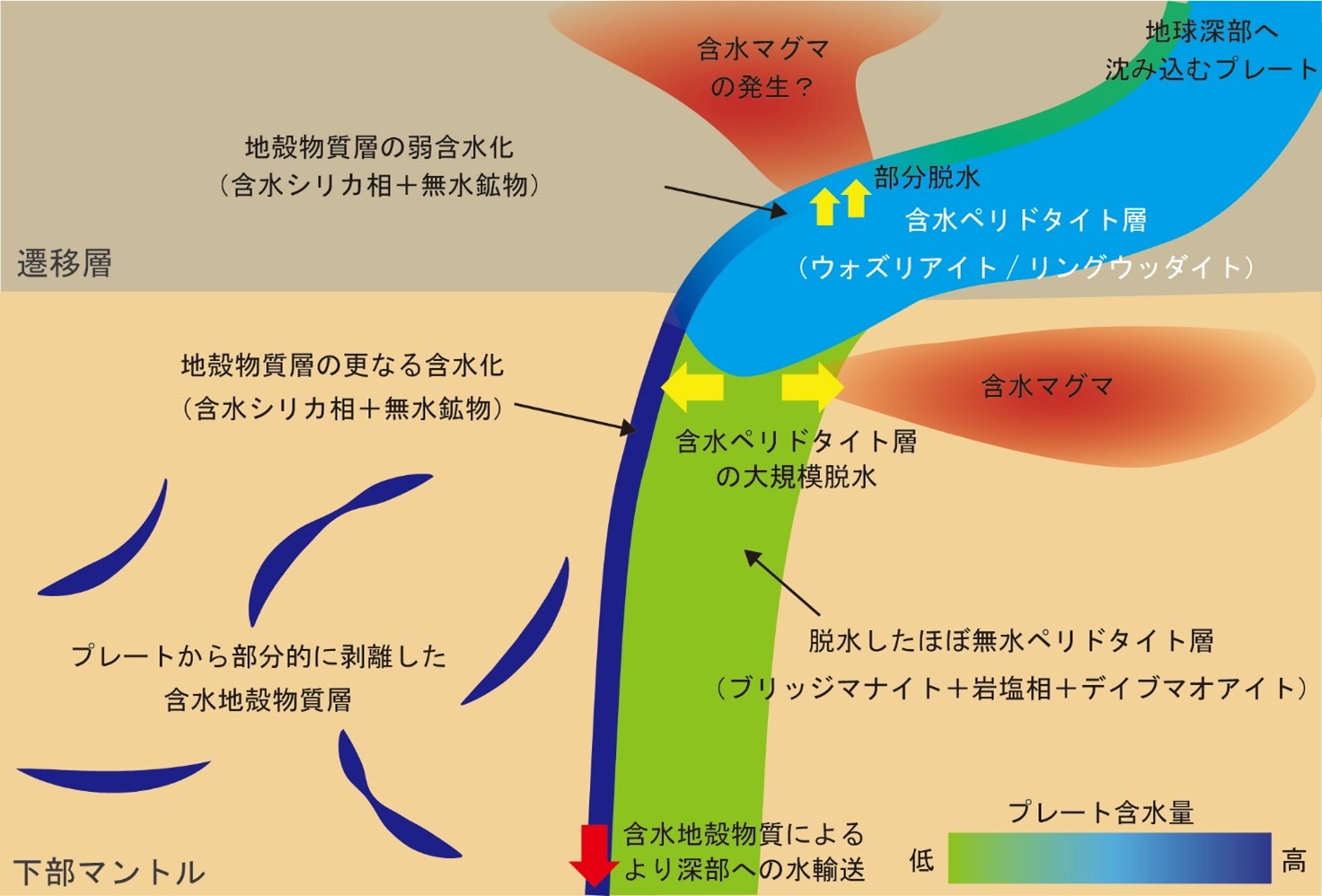 帝京科学大学 在籍教員の共同研究に関するプレスリリース公開について―「地球深部の主要鉱物は“ほぼ乾燥”していた～深部の水の行き先が判明～」