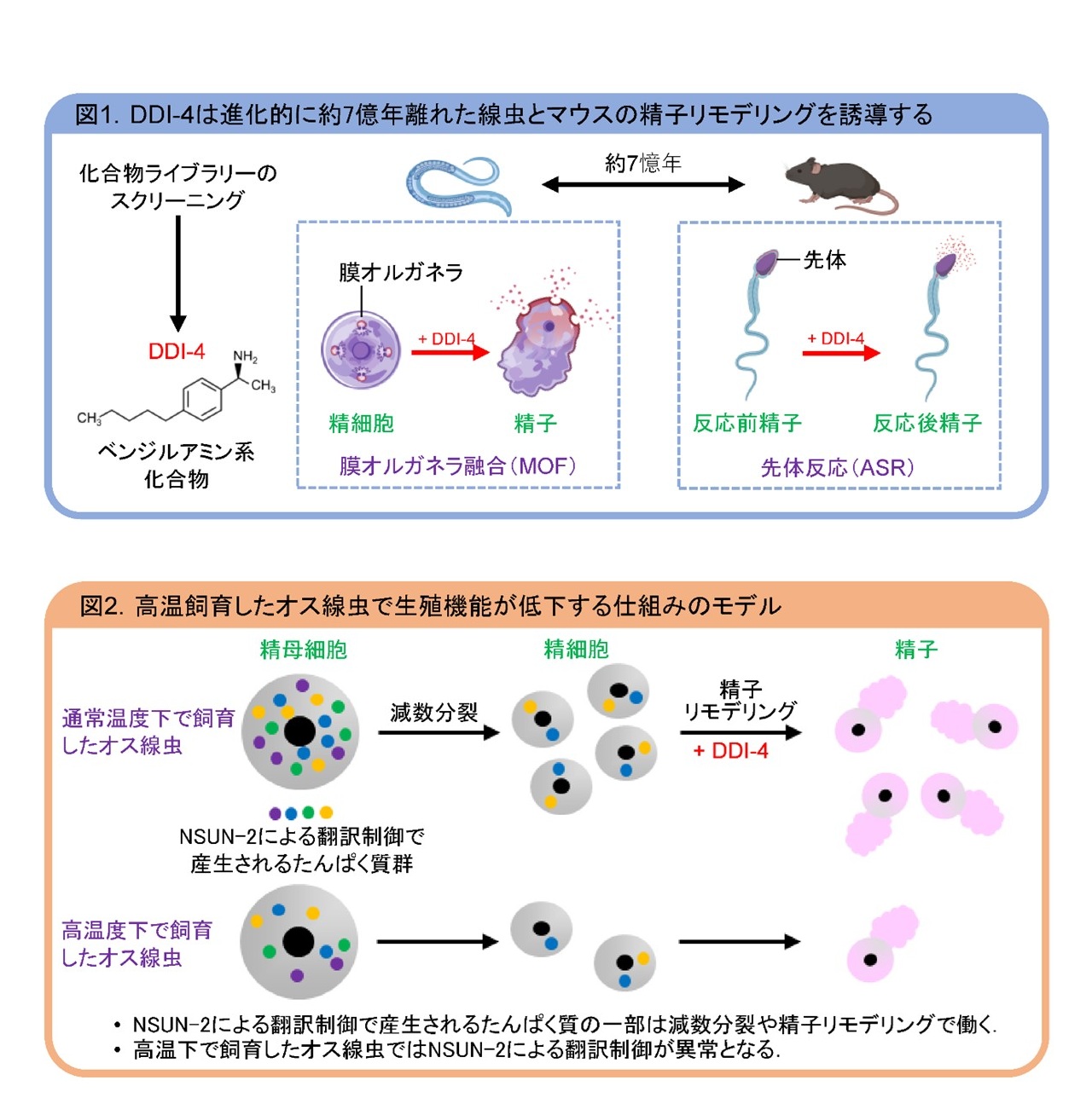 【摂南大学】なぜ、オスは高温下で生殖機能が低下するのか？ その答えを線虫からひもとく