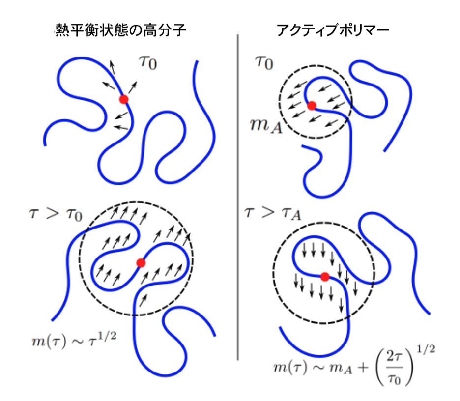 【青山学院大学】アクティブポリマーの振る舞いの解析と理解のための基礎理論を構築
