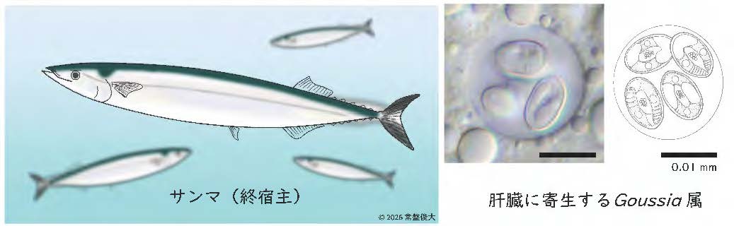 日本獣医生命科学大学と台湾・国立中興大学の共同研究グループがサンマから新種の寄生虫を発見 ― ミトコンドリアDNA解析で魚類寄生虫の進化に迫る